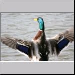 Anas platyrhynchos - Paarung 07.jpg